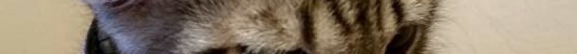 Revenge of Raja…& How To Clean Cat Urine!